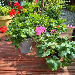 Gerinums