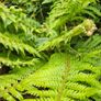 Large Ferns Three Euros Image 4