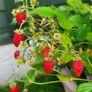 Wild strawberry. Delicious and aromatic berries. Image 3
