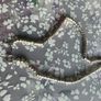 Rare Links of London Necklace Image 4