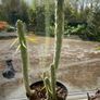 Cactus Image 4
