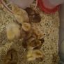 chicks Image 2