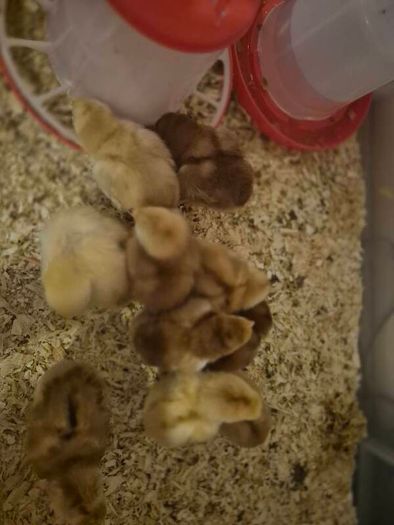 chicks