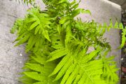 garden plants