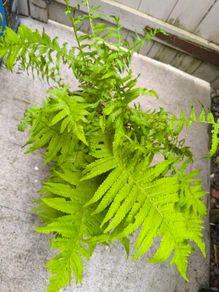 garden plants