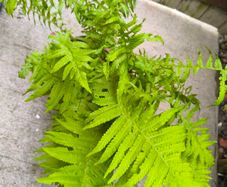 garden plants