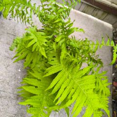 garden plants