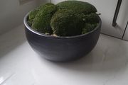 Preserved moss planter