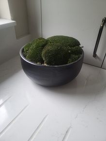 Preserved moss planter