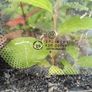 t4 transporter rear glass Image 4