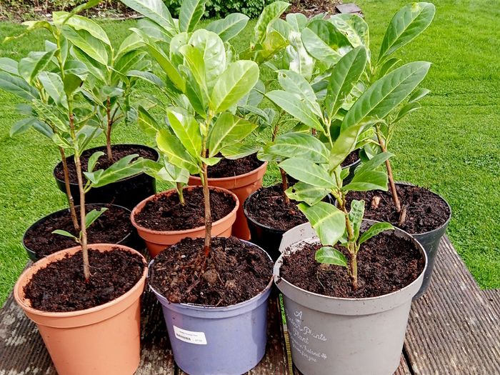 Young Laurel Shrubs for Sale