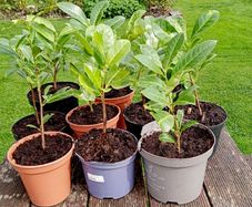 Young Laurel Shrubs for Sale