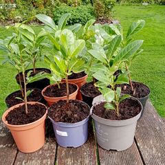 Young Laurel Shrubs for Sale