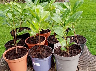 Young Laurel Shrubs for Sale
