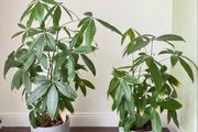Money Tree