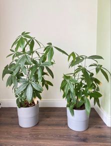 Money Tree