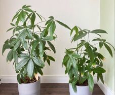 Money Tree
