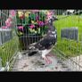 Call ducks pigeons mandarin bantam ferrets Image 6