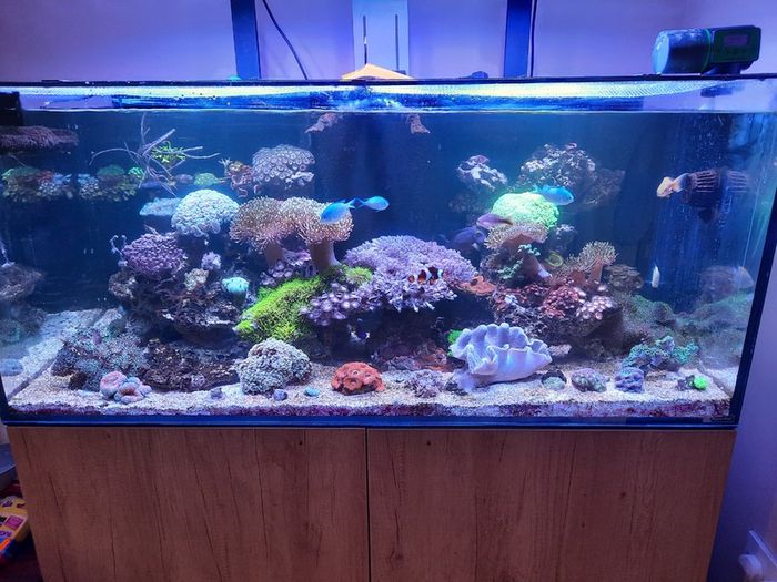 Complete Running Reef Tank