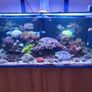 Complete Running Reef Tank Image 7