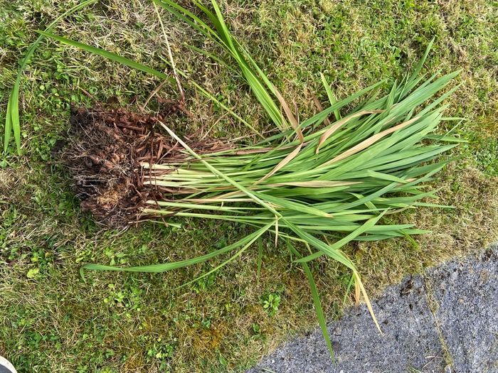 Orange crocosmia bulbs in bundles