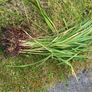 Orange crocosmia bulbs in bundles Image 3