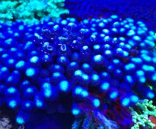 Milka Marine Coral