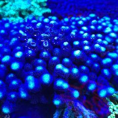 Milka Marine Coral