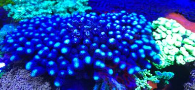 Milka Marine Coral