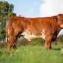 Roscommon mart SPRINGER sale Image 9