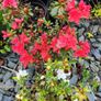 Cherry Laural Hedging 5/6 FT from 35 euro Image 7