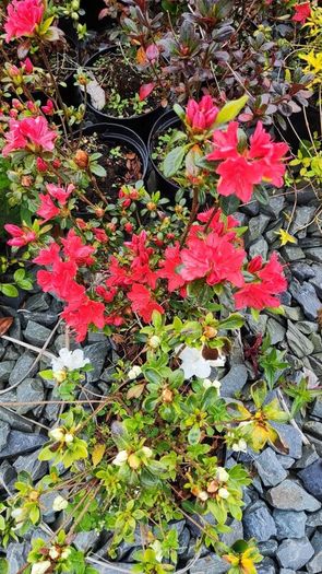 Cherry Laural Hedging 5/6 FT from 35 euro