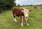 Purebread Hereford heifer