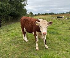 Purebread Hereford heifer