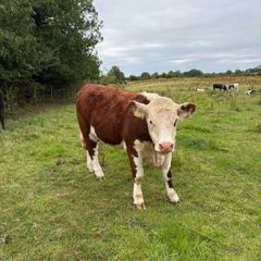 Purebread Hereford heifer