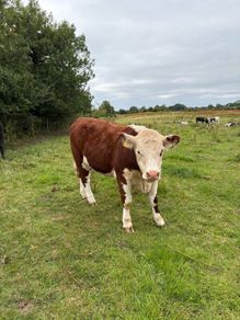 Purebread Hereford heifer