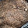 Description: Job lot of vintage horsehair and natural upholstery stuffing, split across 8.5 black bin bags. Image 5