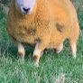 North country Cheviot rams Image 5