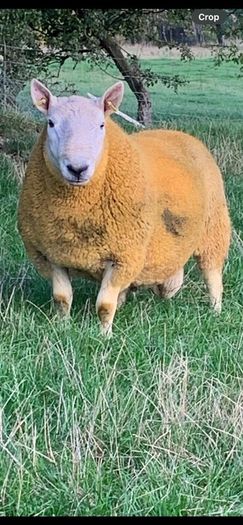 North country Cheviot rams