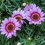 (C) Summer Chrysanthemum Rainbow seeds 1g (414574) Image 2