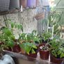 tomato plants for sale Image 3