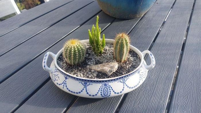 Fabulous Antique W. Adams Two-Handled Tureen with Cacti Garden - A Fabulous Unique and Decorative Item for Display Indoors