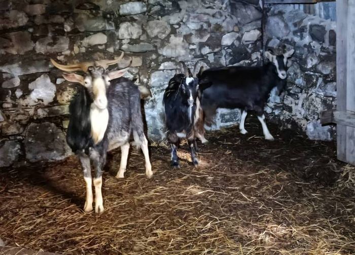 irish goats