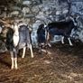irish goats Image 2