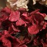 Velvet Hydrangeas Image 2