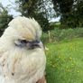 Silkie x Japanese hen Image 3