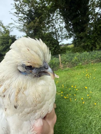 Silkie x Japanese hen
