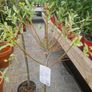 flamingo tree's Salix  willow Image 7