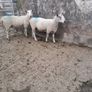 Blue Leicester rams Image 3
