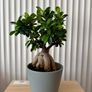 Ficus microcarpa Image 2